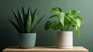 Five Plants Bring Easy Greenery This Monsoon
