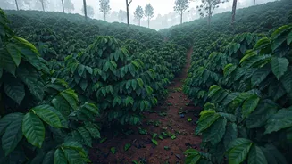 Coorg Coffee Estates Offer Dream Stays Under Half Price Now