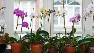 This tea bag trick can help your orchids thrive