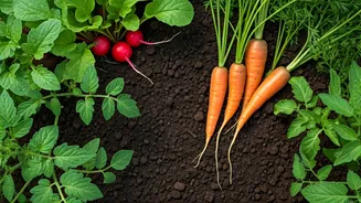 Start Your Dream Veggie Patch Today For Price Of