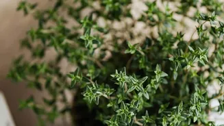 How to grow thriving thyme plants indoors