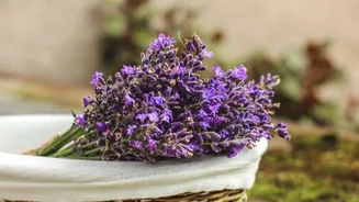 Quer um amor leve e sem dramas? Descubra como a lavanda atrai o relacionamento dos sonhos