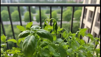 What Bengaluru's Rain-Fed Planting Window Still Cannot Prove about Balcony Herbs