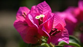 Unlocking Bougainvillea's Brilliance: 4 Secrets to Vibrant Blooms (Not Killing It with Kindness!)