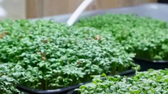 The Truth About Indoor Plants And Air Quality Is More Nuanced