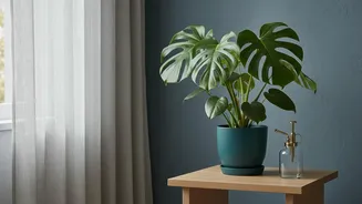 Planning Houseplant Shopping Requires More Than Window Direction; Room Humidity Also Matters