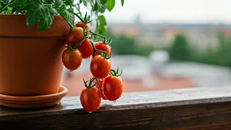 Cherry Tomatoes Are Making Balcony Gardening Look Cute