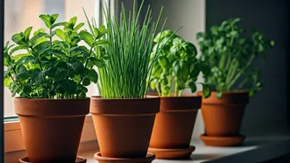 How To Cultivate 4 Fresh Herbs In Darker Apartments