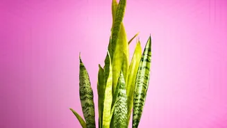 Can Snake Plants Really Clean Your Room? Latest Research Weighs In