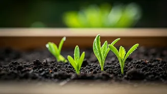 Rainy Season Is Perfect For New Gardeners