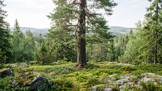 Looking For A Calmer Holiday? Finland’s Quietchella Puts Nature Centre Stage