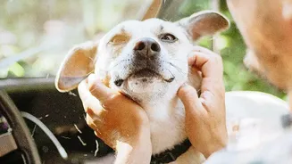 Petcare Is Moving Beyond India’s Metros Into Smaller Cities And Emerging Markets