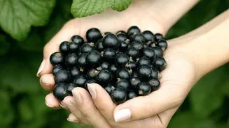 Why blackcurrants are considered a superfood