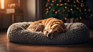In-House Pet Care Makes Holidays Less Stressful
