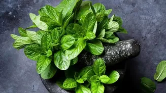 How To Prevent Common Pests On Windowsill Herb Pots Of Tulsi Mint And Coriander Naturally Today