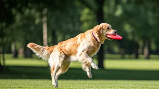 Fetch Is A Fun Workout For Dogs And Owners