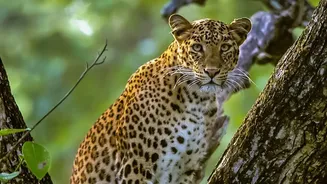 How To Travel To Satpura National Park For Autumn Wildlife Safaris