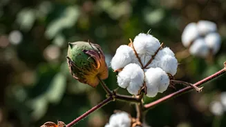 Fashion's Future: Sustainability, Innovation, and Impact in India