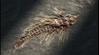 Why Fossil and Science Readers Are Paying Closer Attention to A 450-million-year-old Fossil