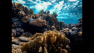 Marine-Atmospheric Heatwaves Intensify in Arabian Sea, Threatening Coral and Fisheries