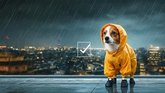 Rainy Pet Care Needs A Fresh Checklist