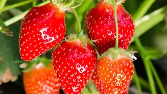 Indian Strawberry Breeding: The Key Facts From India