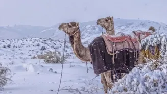 Snow Covered Sand Dunes: Saudi Arabia Witnesses Rare Snowfall After Three Decades