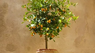 Terracotta Olla Pots Supply Slow-Release Hydration To Prevent Plant Stress In Balcony Gardens