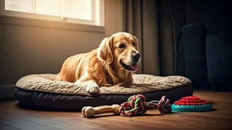 Every Pet Deserves A Better Home