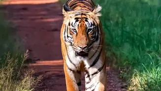 Budget Rail Access: Connecting Central India’s Tiger Reserves For Independent Travelers