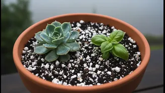 Why Succulents And Herbs Need Immediate Perlite Upgrades Before Continuous Monsoon Rains Begin
