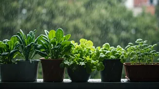 Balcony Veggies Are Getting A Rainy-Season Push