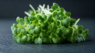 Broccoli Microgreens: Tiny Powerhouses for Your Plate and Health