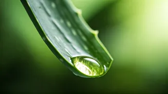 Nature's Beauty Elixirs: Unveiling the Power of Aloe Vera, ACV & More