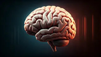 Weekend Binge Drinking: Unseen Brain Damage and Its Lasting Consequences