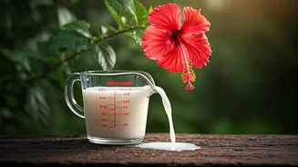 Feed Diluted Rice Water To Hibiscus For Instant Blooms