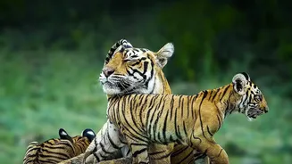 The Evidence From Two-Hour Ranthambore Safari Demand Points Back To Transparent Advance Reservations
