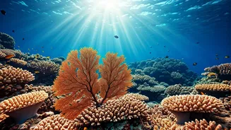 Dive into India's Depths: 7 Incredible Scuba Spots Beyond the Andamans