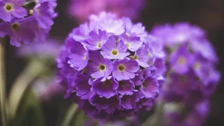 Drumstick flowers: The superfood you're missing out on