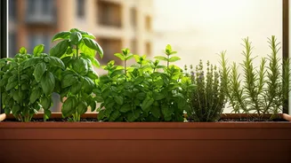 Pune Homes Are Perfect For Kitchen Herb Gardens