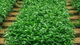 Urban Indian Gardeners Are Using Monsoon Conditions To Grow Hardy Seasonal Plants