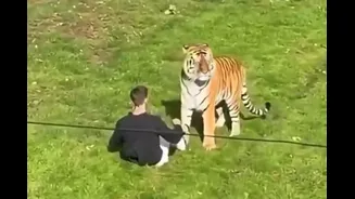 Homem morre após invadir recinto de tigres em zoológico da Inglaterra