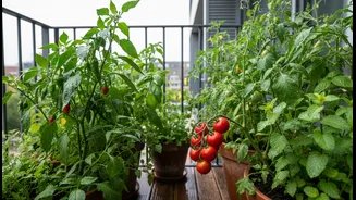 The Edible Balcony Trend Gives Monsoon Balcony Micro-Gardens a Timely Reader-Service Angle