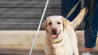 Pet Services Should Train Staff for Behaviour, Handling and Emergencies