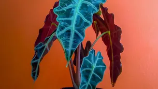 Decide Leaf Checks Early When Organising New Houseplant Quarantine