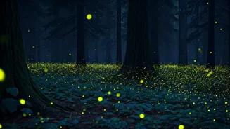 Firefly Forests Are Calling Adventure Lovers This Season