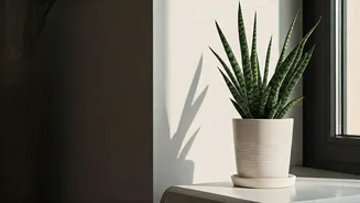 Low Maintenance Air Purifying Snake Plants Dominate Renter Housewarming Gifts