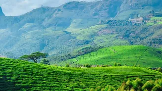 Why Bengaluru Drivers Love Early Winter Road Trips To Coorg Coffee Plantations And Wayanad