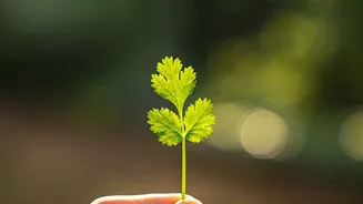 Coriander Grown At Home Feels Like Victory
