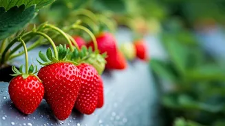 Cultivating Joy: The Art and Science of Strawberry Farming